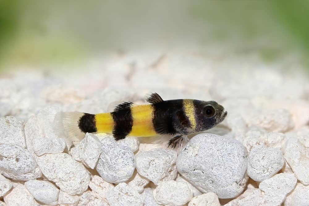 Bumblebee Catfish - Type of Catfish