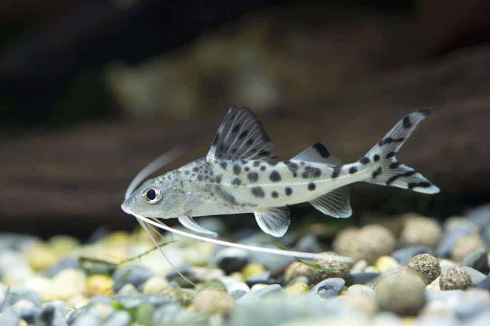 Pictus Catfish - Type of catfish